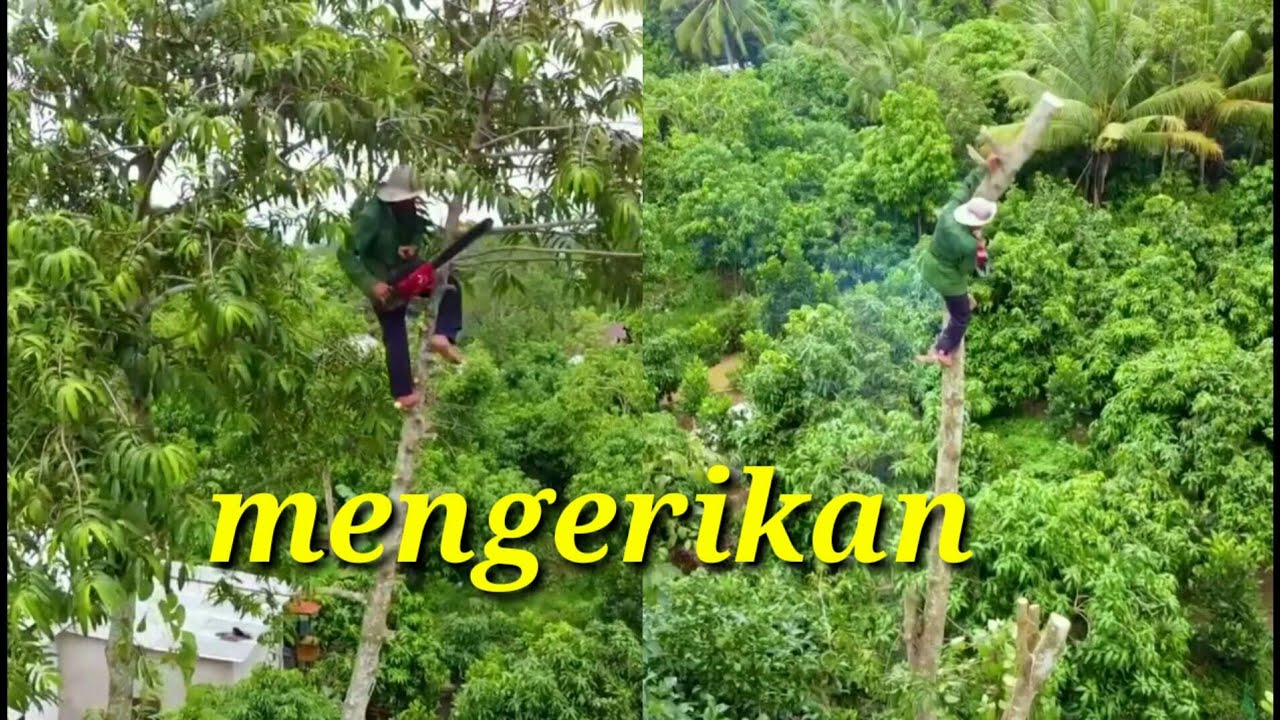 skill dewa penebang pohon