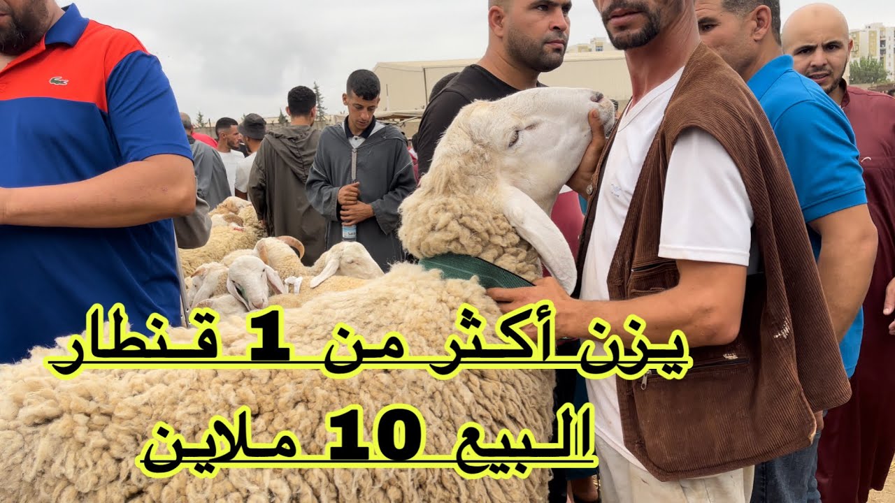 الجزء الأخير من أسعار كباش العيد 2022 / سوق الأربعاء ولاية البليدة