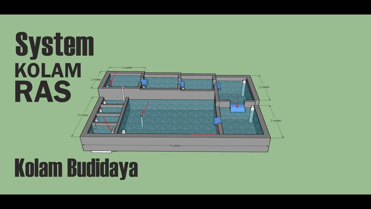 Membuat kolam ras budidaya