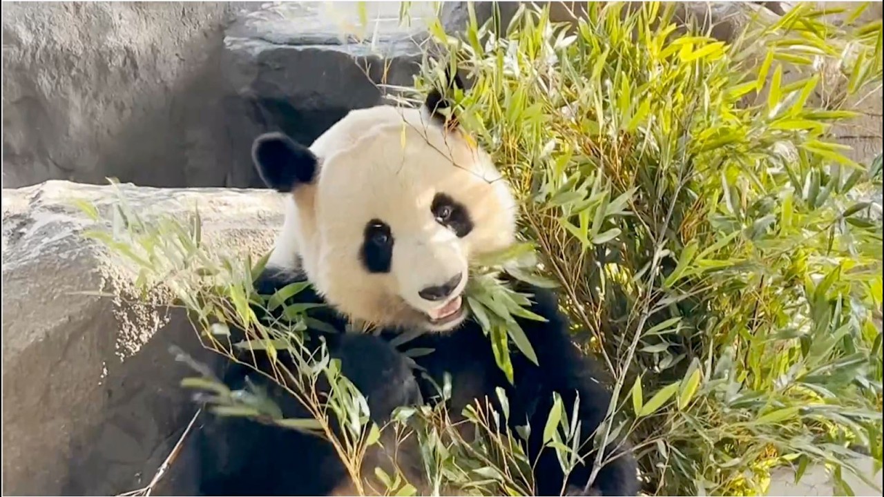 Exploring new home of giant pandas at Fuzhou Panda World