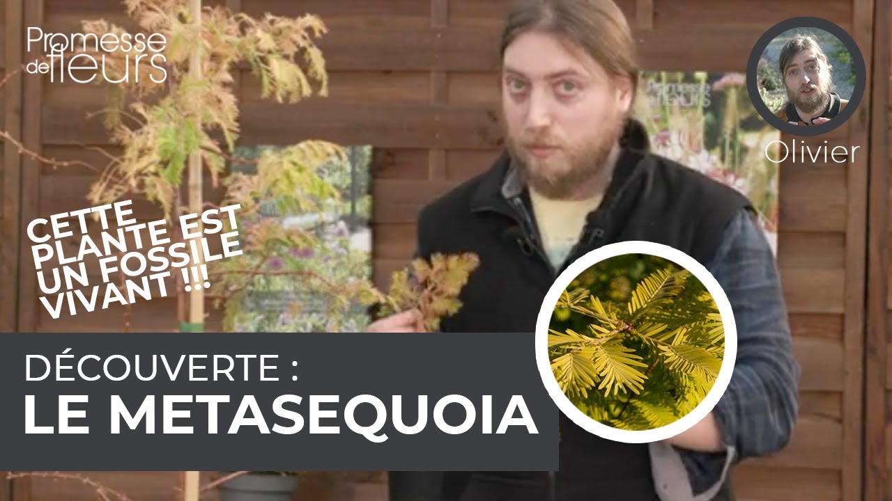 METASEQUOIA : LA PLANTE FOSSILE !