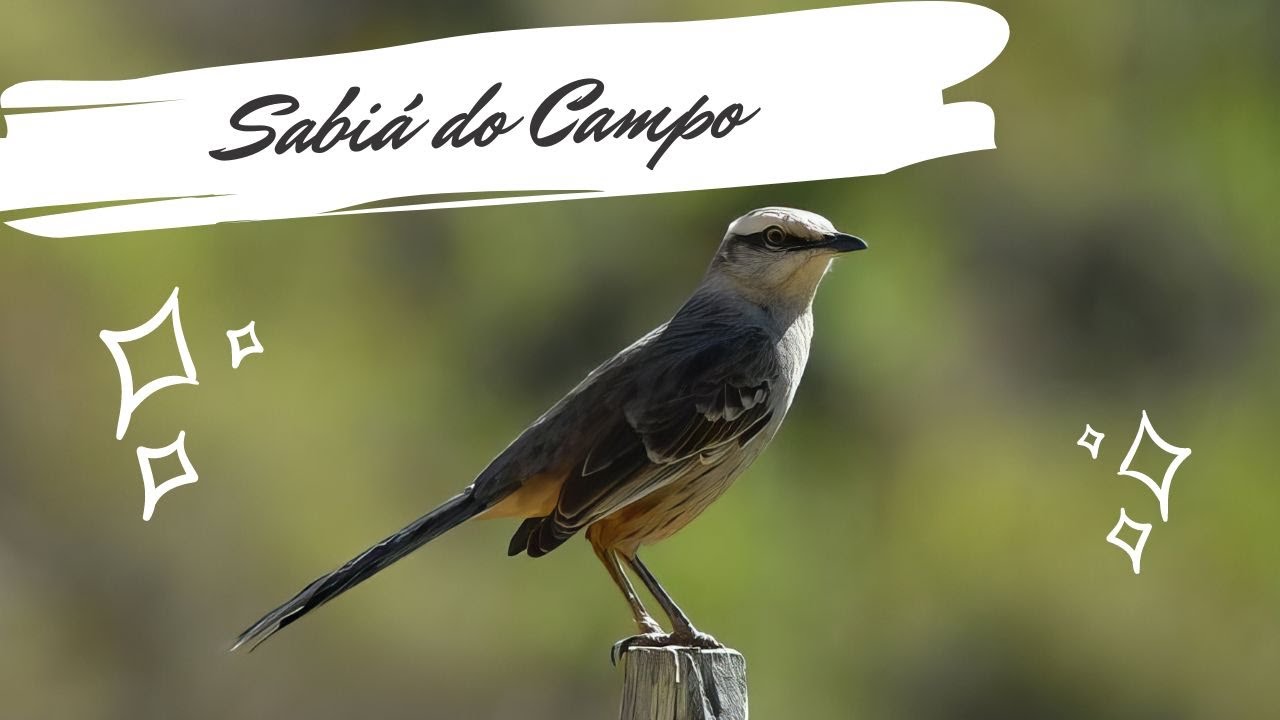Sabiá do Campo - Mimus saturninus - Chalk-browed Mockingbird