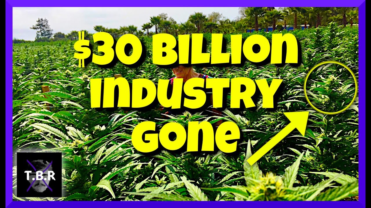 INCOMING: Federal THC Ban to WIPE OUT Hemp Industry