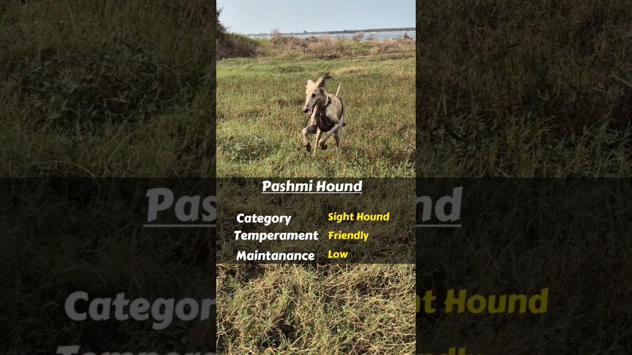 Best Farm dog for Indian countryside 