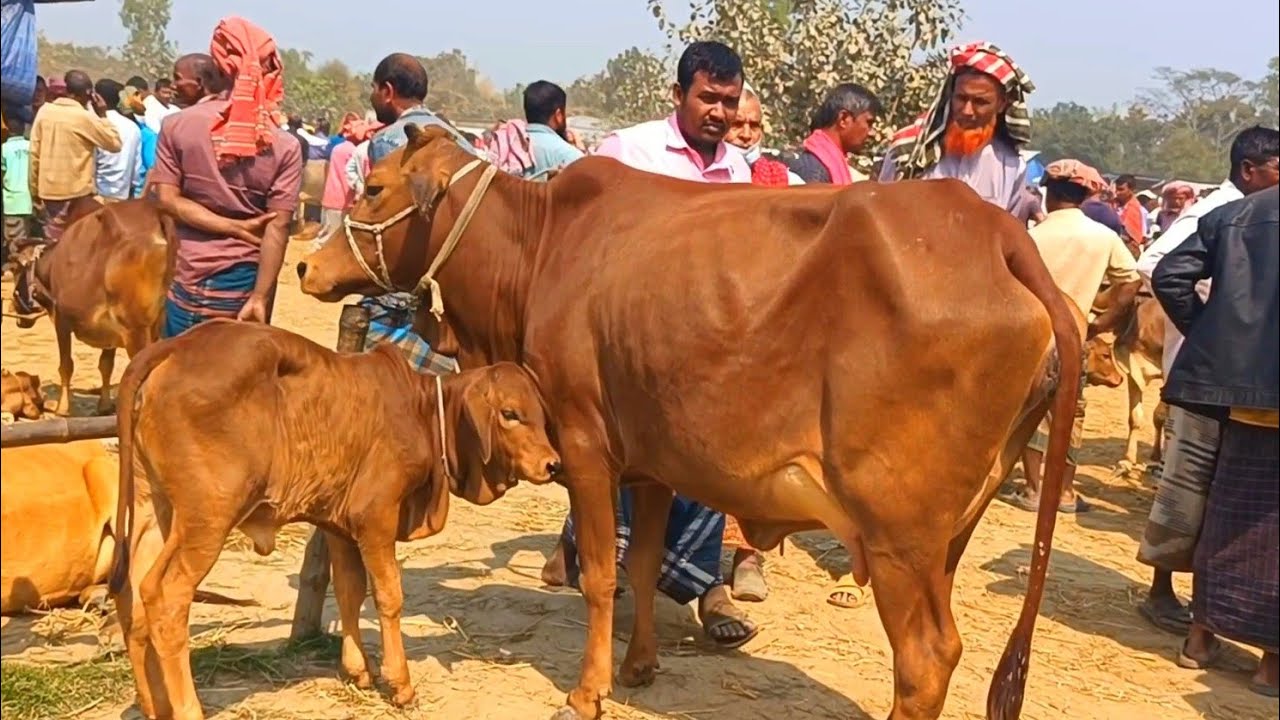 @আজ March 10, 2025| বাছুর সহ গাভী গরুর দাম | gavi goru dam | | রানীগঞ্জ  হাট |দিনাজপুর
