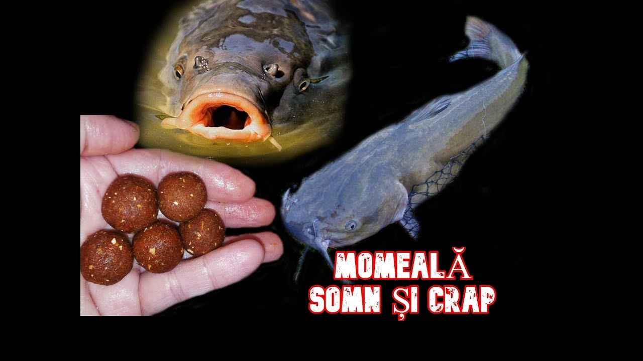 Momeala CRAP si SOMN cu Aroma de Peste Facuta acasa