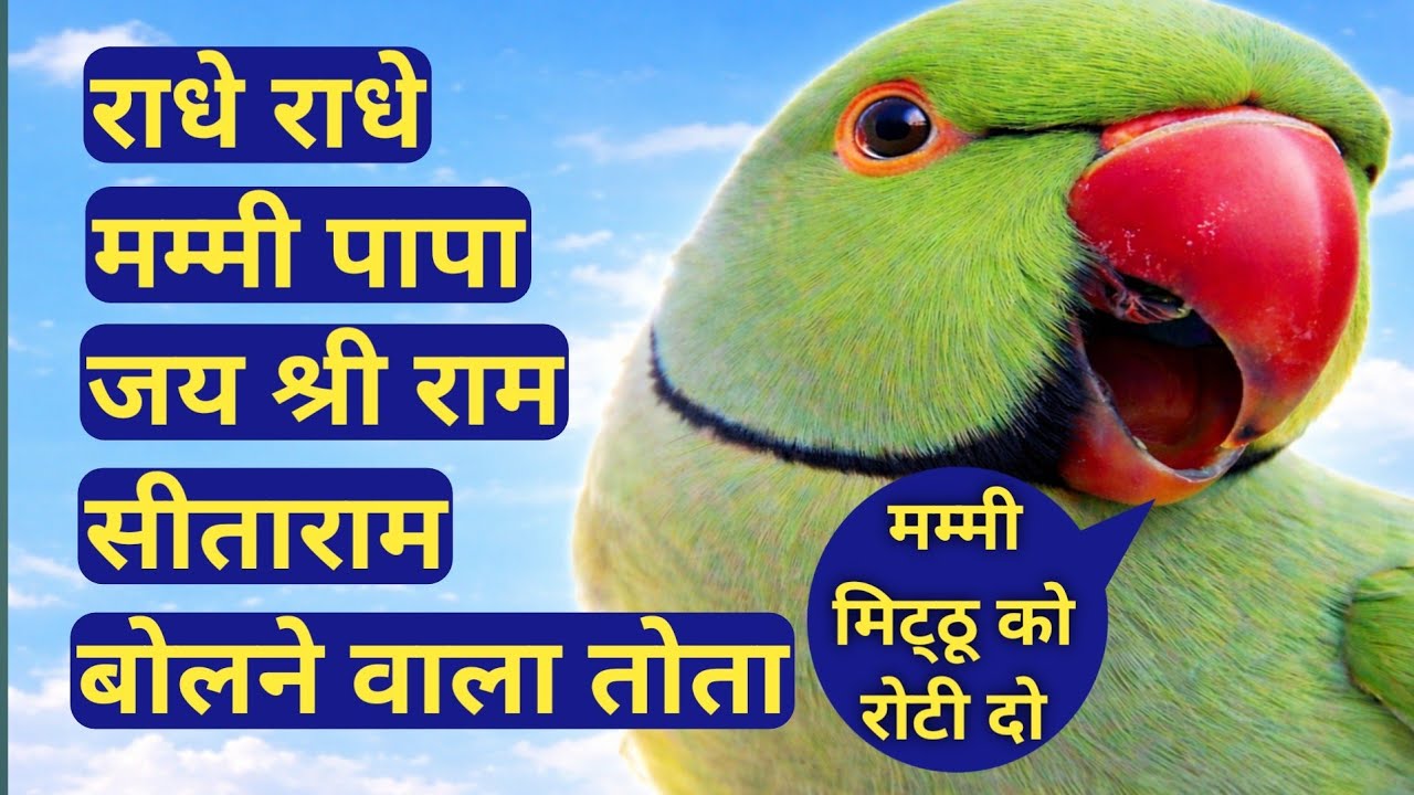 👉 Radhe Radhe Bolta Tota 😲 | Parrot Talking Mummy Papa 🥺 | Jai Shree Ram