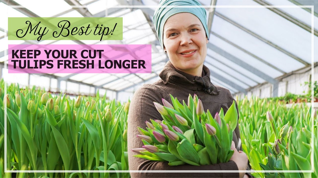 Keep Your Cut Tulips Fresh Longer - My Best Tip!