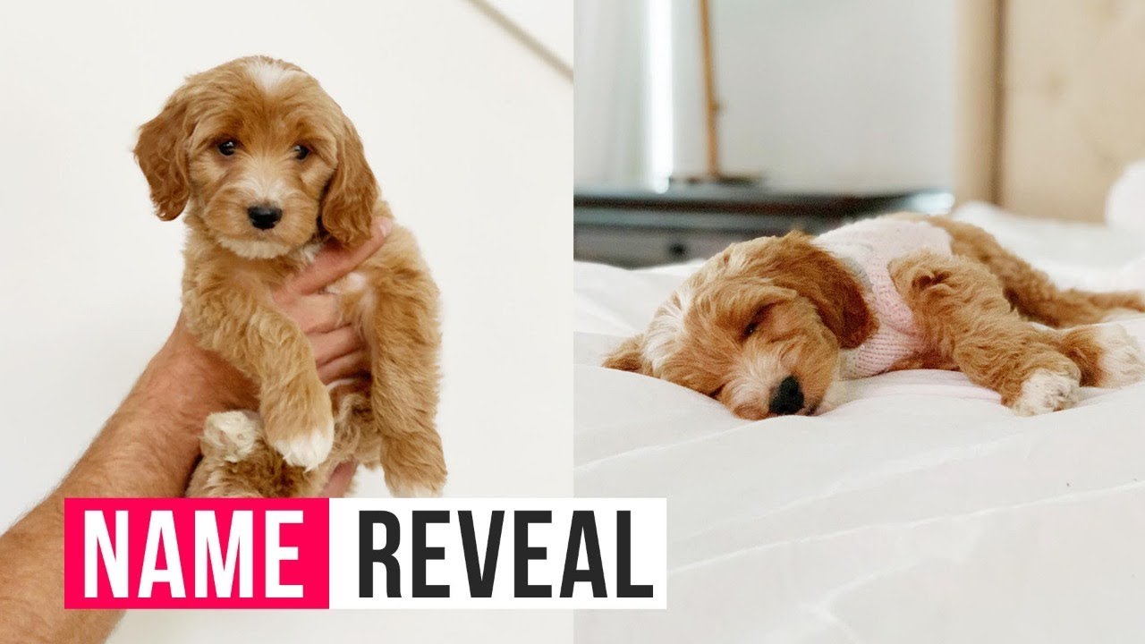 Surprise Puppy Name Reveal | The LeRoys