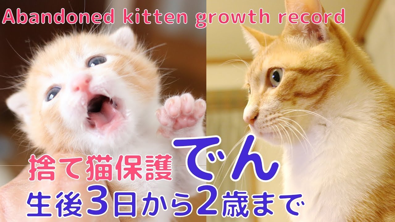 【50本目感謝】捨て猫保護 ゴミ袋からの救出 生後3日から2歳までのまとめ：でんの成長記録