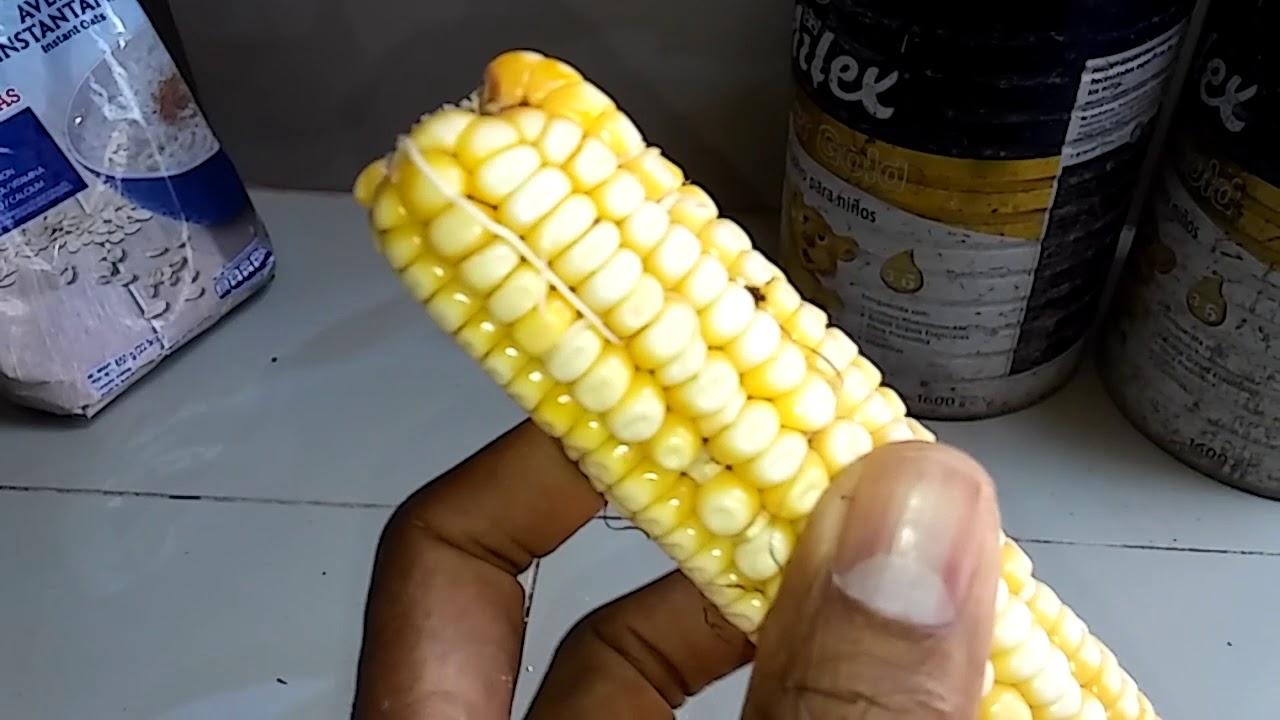 5 tipos de alimentos muy saludables para Agapornis.