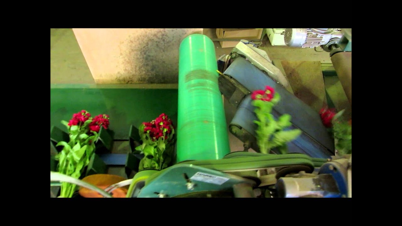 Potveer Processing of stocks/Verwerking van violieren
