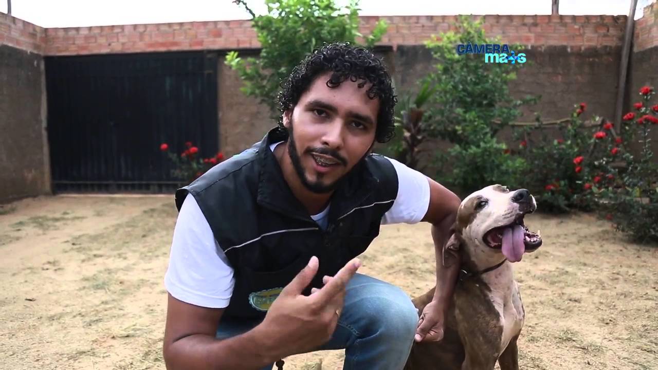 Guerreiro e Negão: saiba como melhorar a convivência entre cães