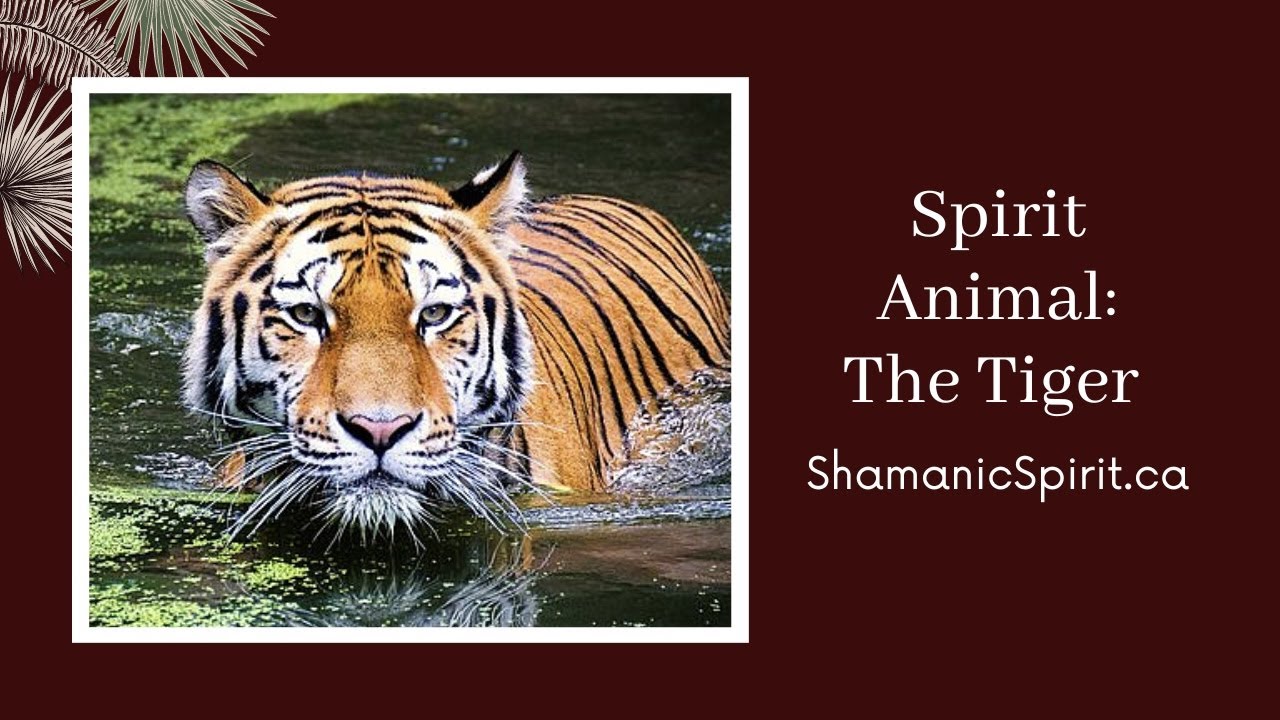Animal Spirit Guide: The Tiger (Shamanic Power Animal). Tiger Symbolism