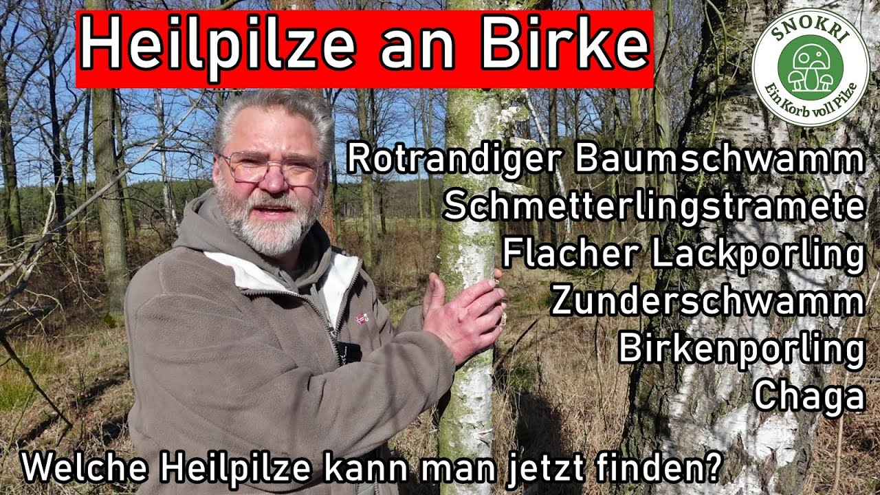 Heilpilze an Birke - Was ist jetzt zu finden? - Welche Arten kommen noch? - Heilpilze 2025