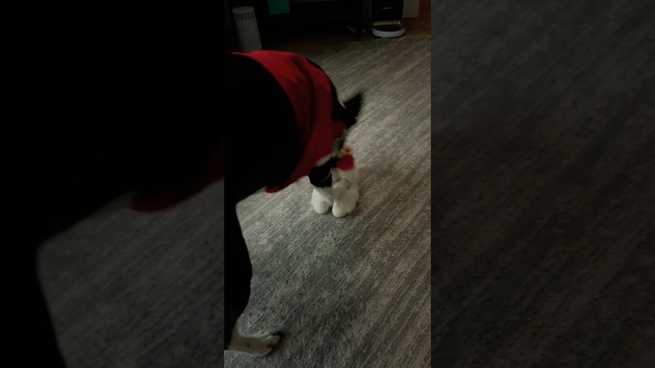 RIP Lamb Chop. I loved you, but you couldn’t hang. 💔 