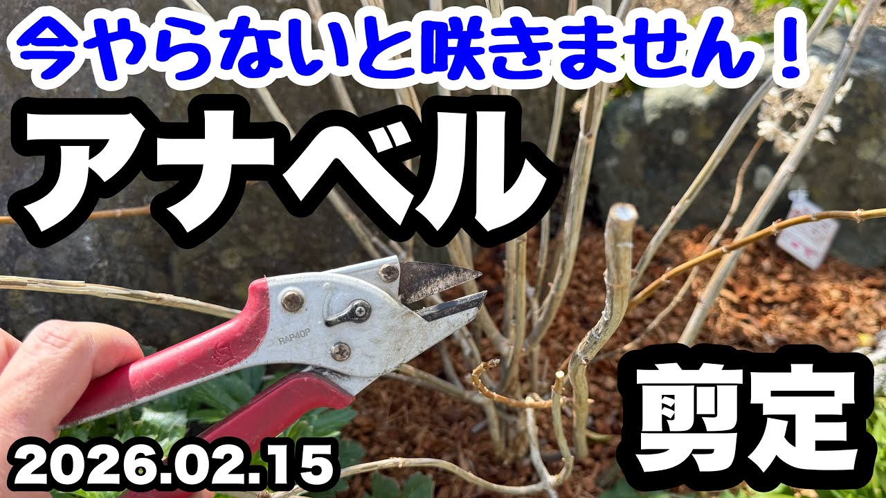 ◆遅くなると咲きません！【アナベルの剪定】