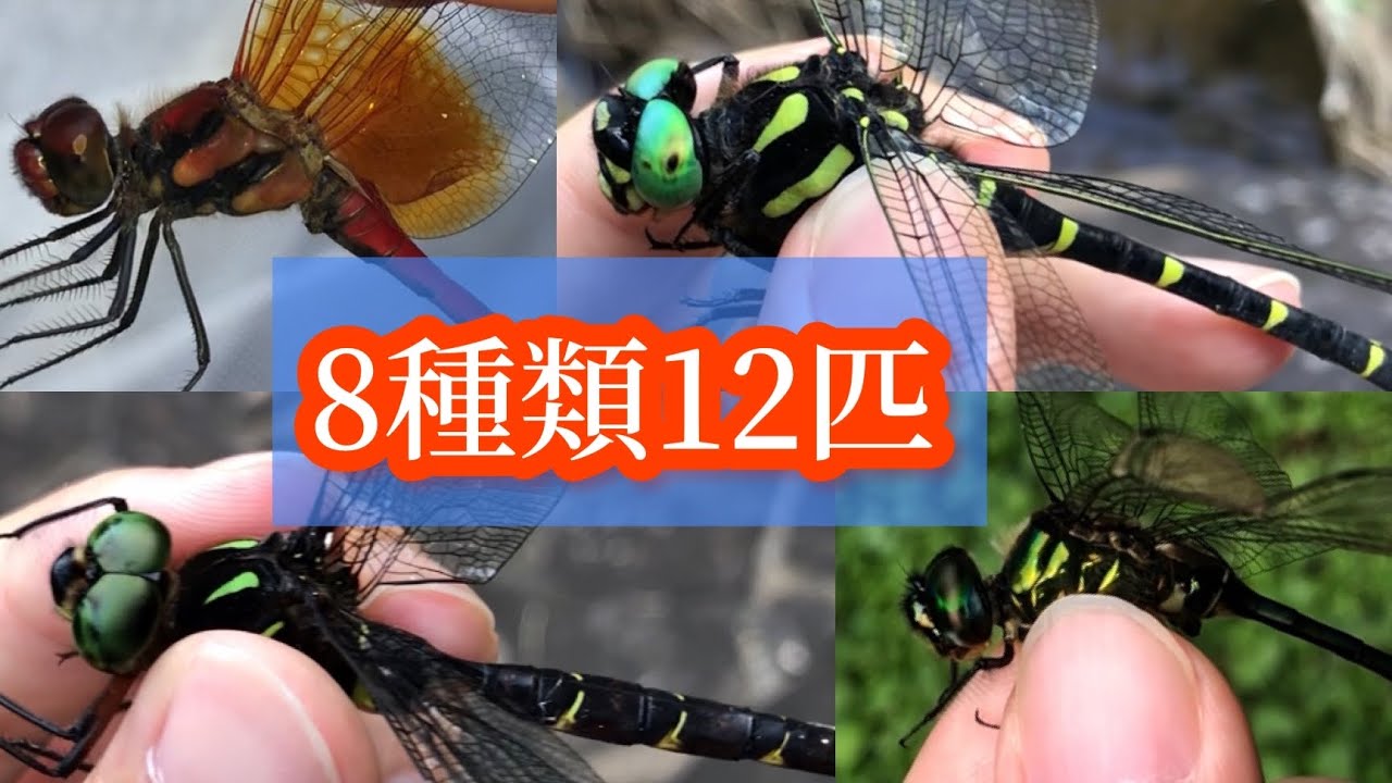 虫取りガチプロ勢が1日で、トンボ8種類14匹も採った！！※鬼が4匹も登場!? 　【トンボ採集探検記16】