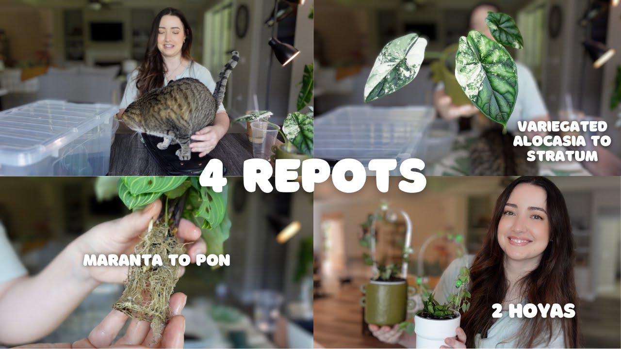 Repot & Propagate With Me ✂️🪴 Variegated Alocasia, Maranta & Hoya 🌸