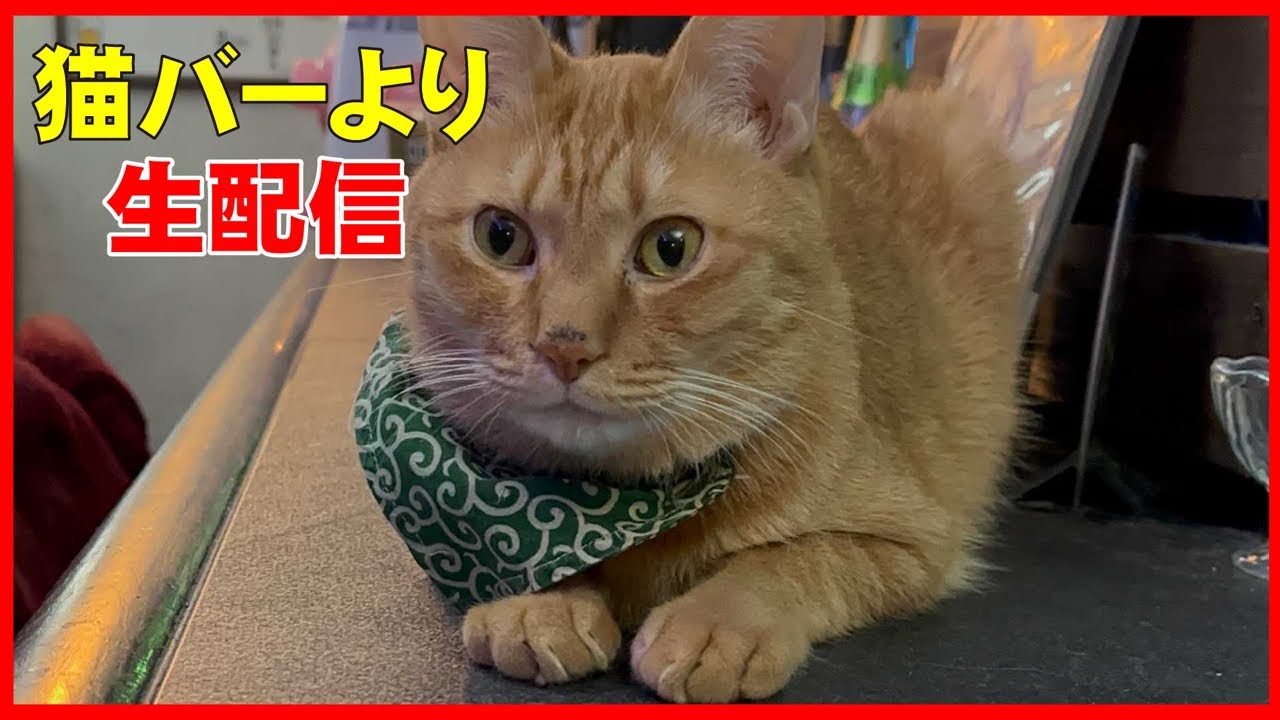 【定点カメラ】猫バーからの予測不能な猫配信＠新宿歌舞伎町　取締役：権蔵と愉快な仲間たちの猫配信　【50いいね！】毎におやつタイム‼️職業かわいい〜GONZOちゃんねる 〜【寝落ち、睡眠導入に最適】