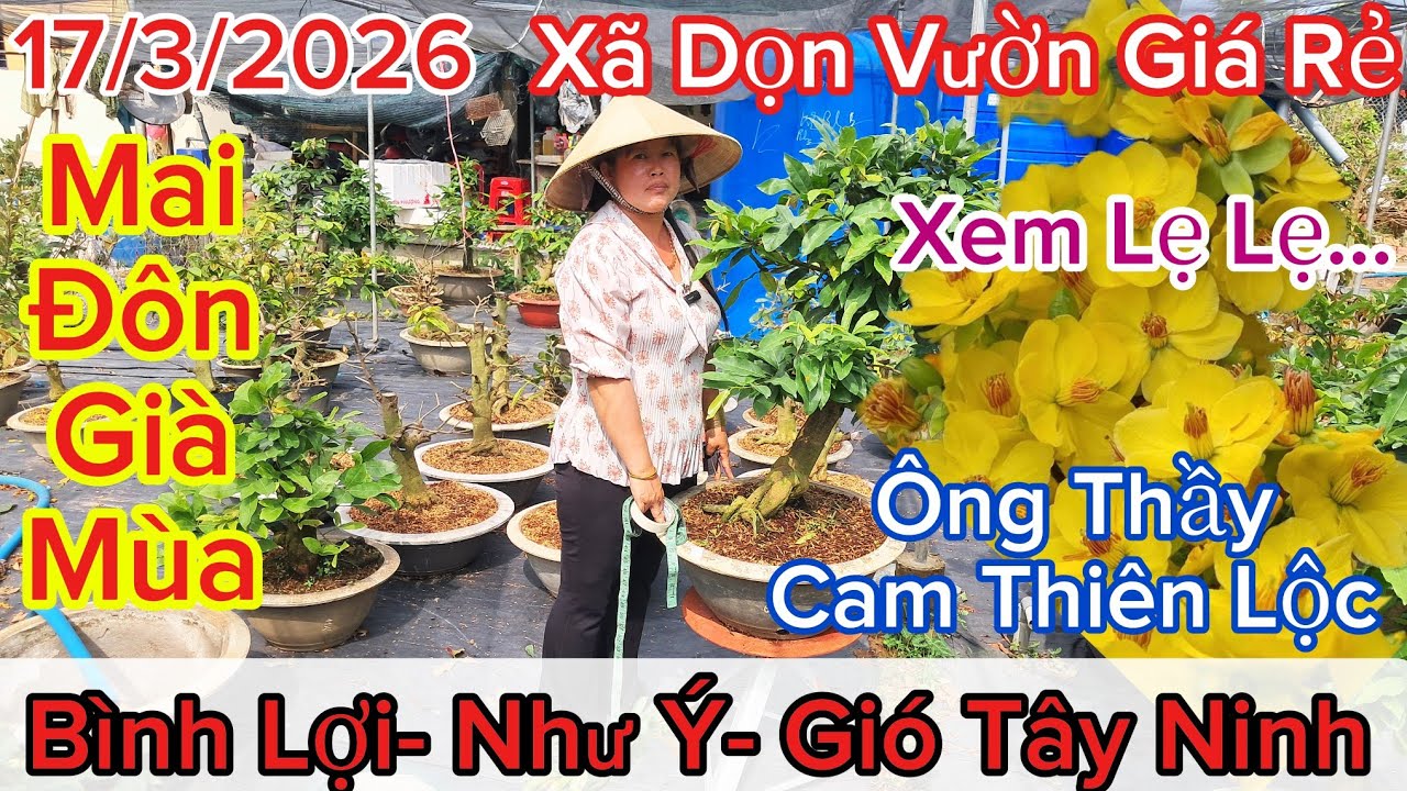 🍀17/3☎️0378329282☎️🌲Mai Vàng Giá Rẻ🌲Mai Đôn Già Mùa Nằm Chậu 5 Giá Rẻ👉Giảo Ông Thầy- Cam Thiên Lộc🌲