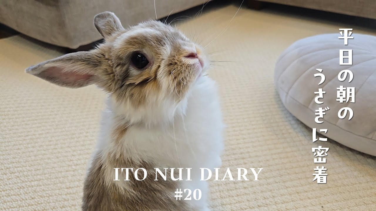 平日の朝のうさぎに密着してみました｜おねだり｜粗相｜横取り🍪
