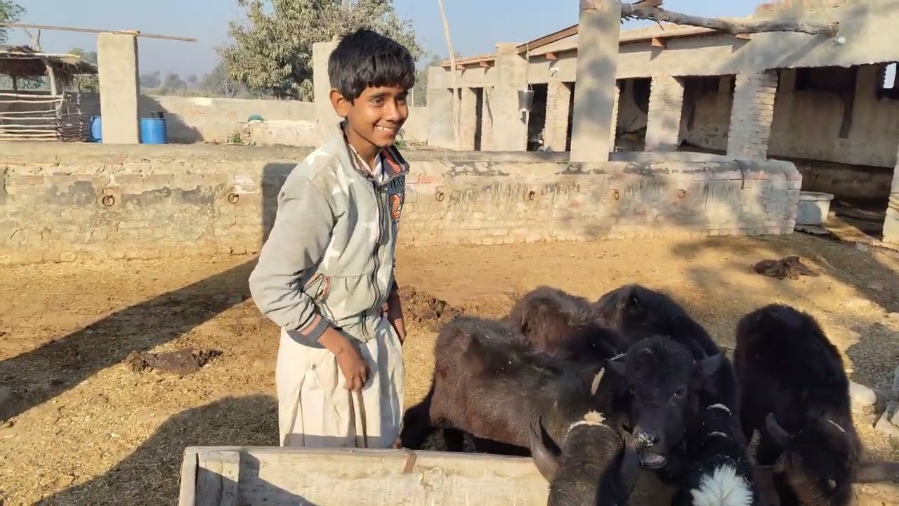 Buffalo kids in diary farm