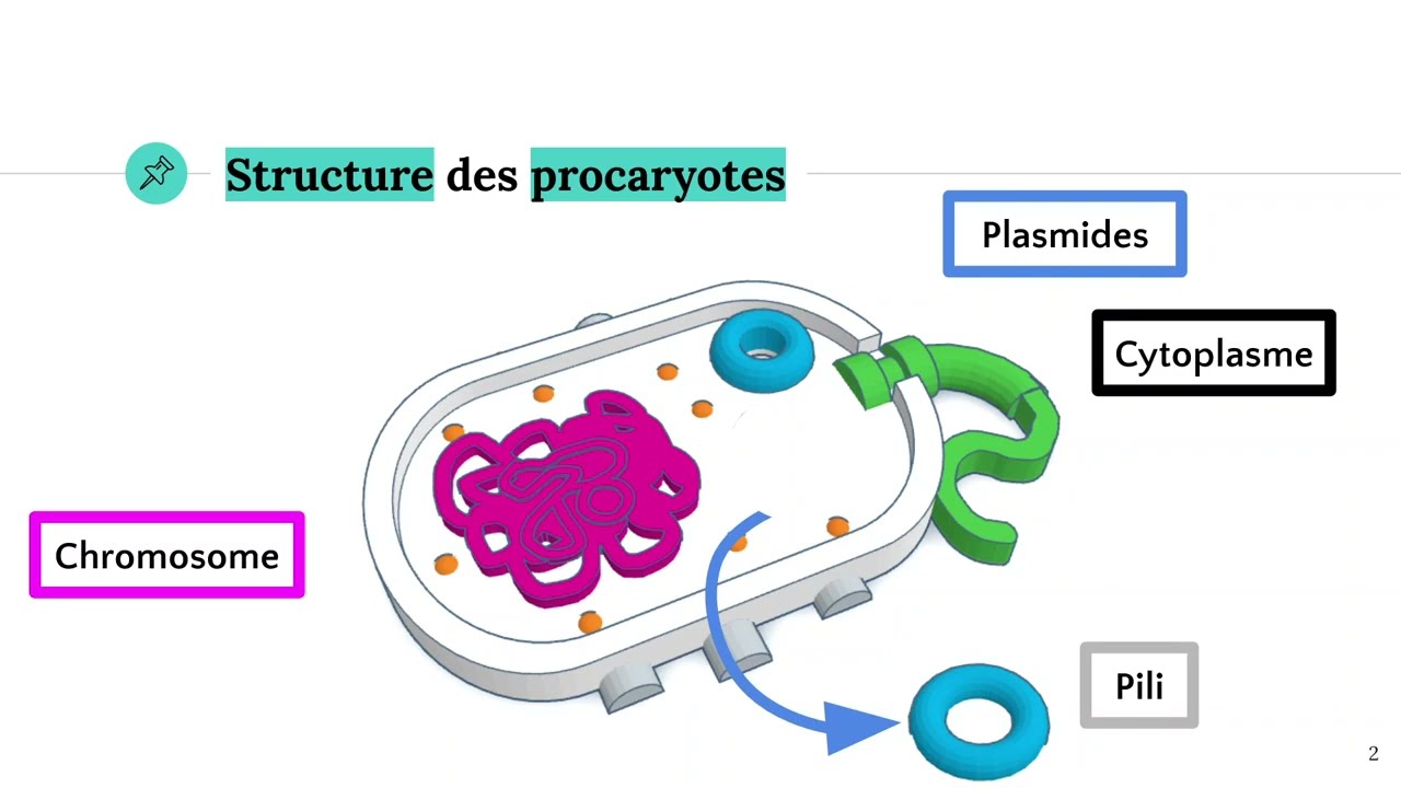Les procaryotes 🦠
