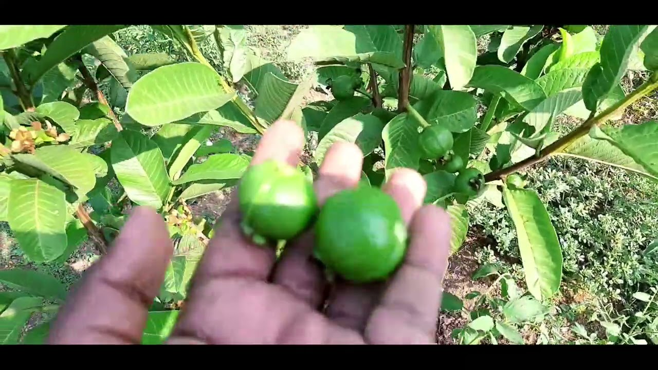 Allahabad safeda guava plantation site visit. Madanapalle. Chittoor. AP.cal.9019162251 or 9980195743