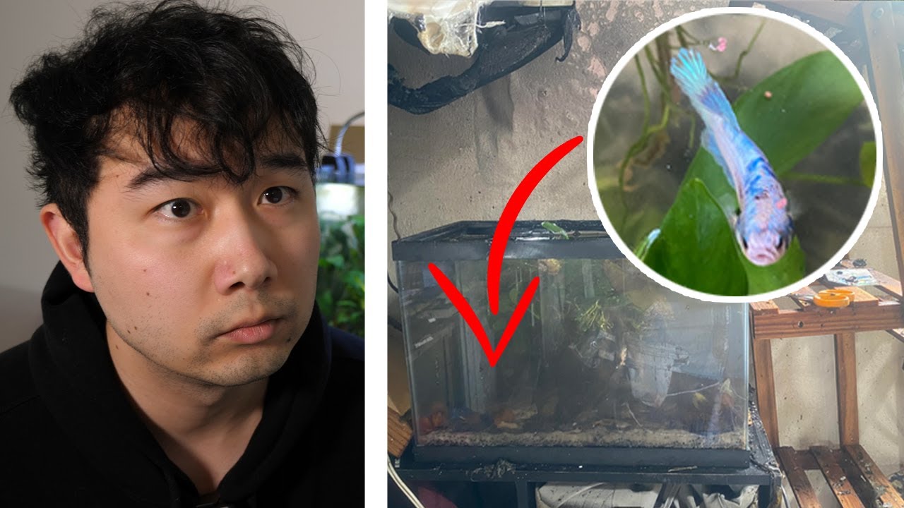 Betta fish survives house fire | Fish Tank Review 305