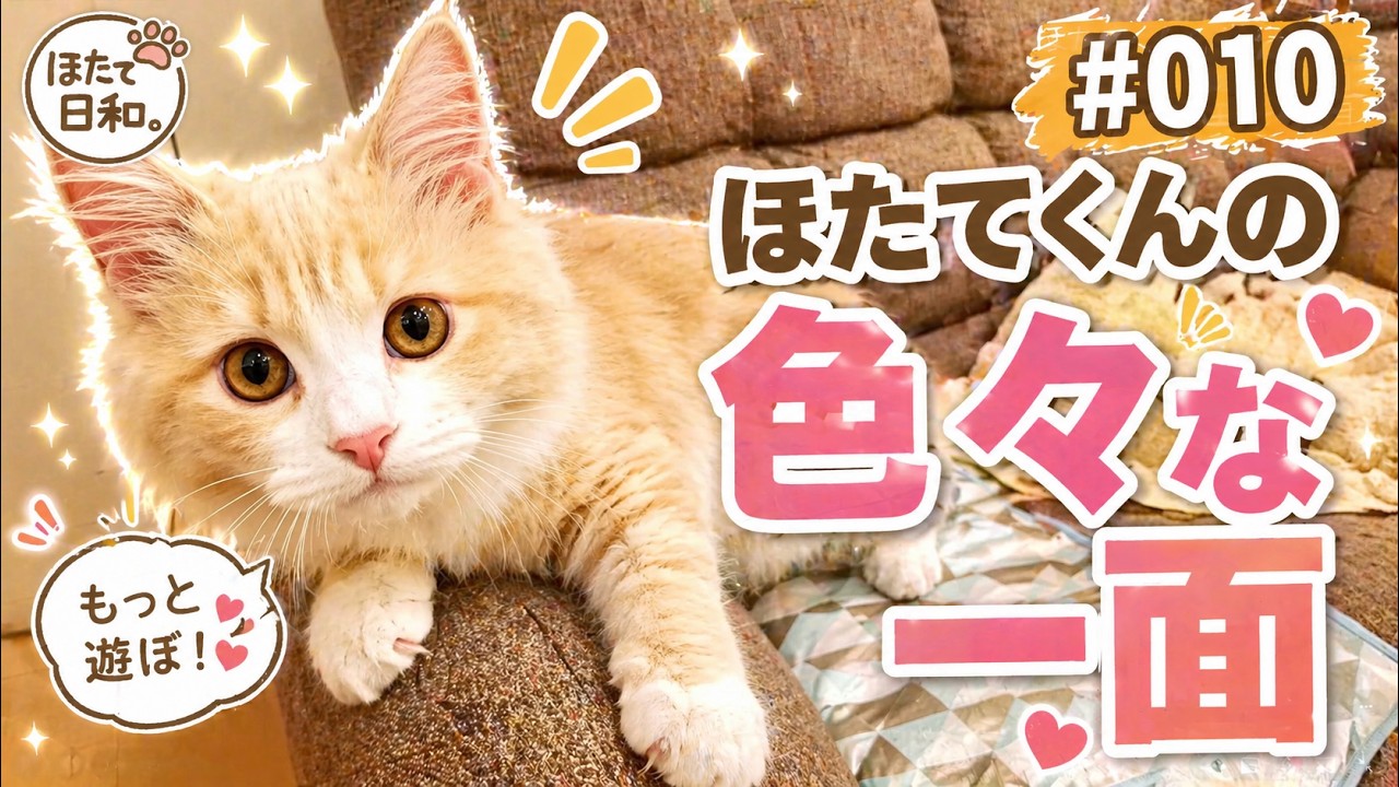 【ラガマフィン】#010 ほたてくんの色々な一面【ほたて日和。】