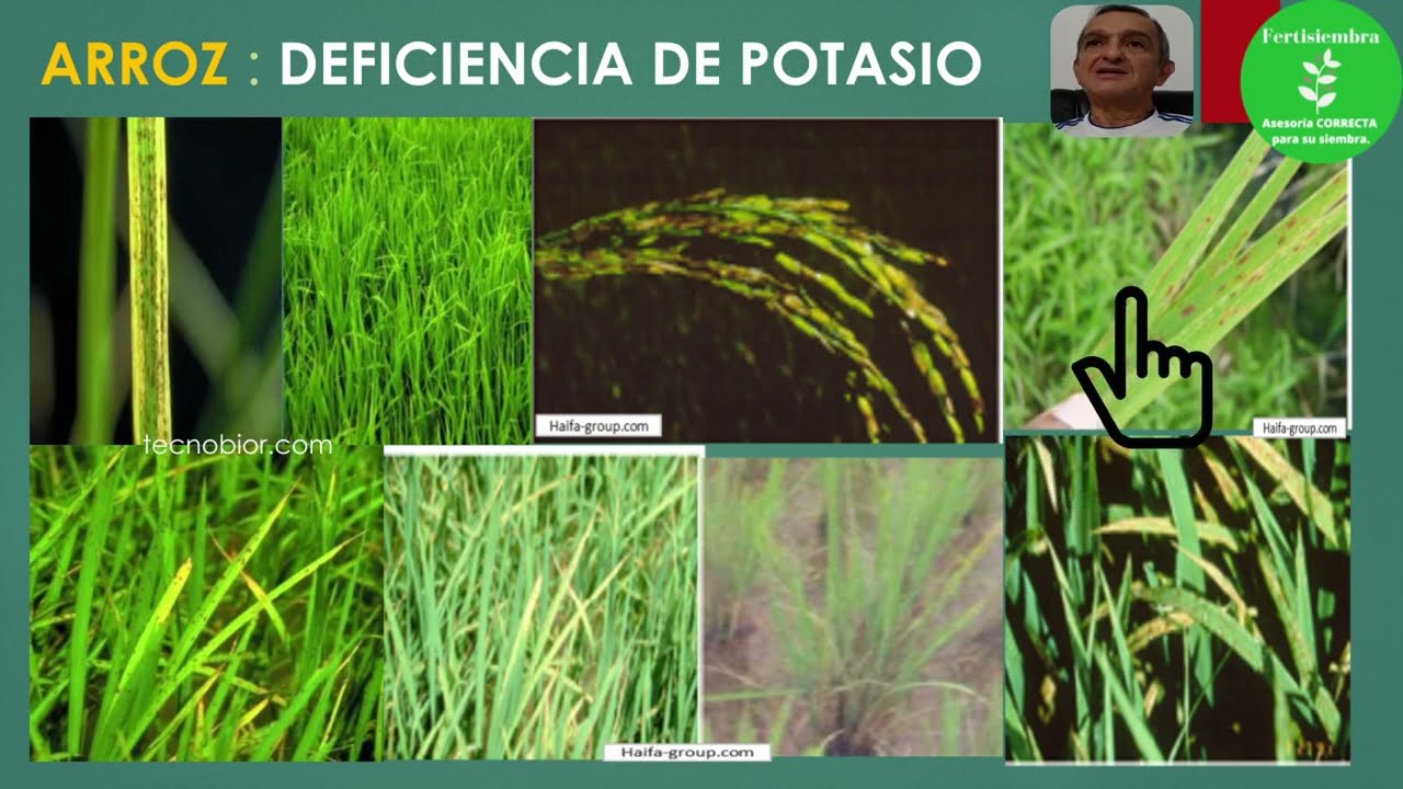 Descubra cómo identificar síntomas por carencias nutricionales en cultivo de Arroz