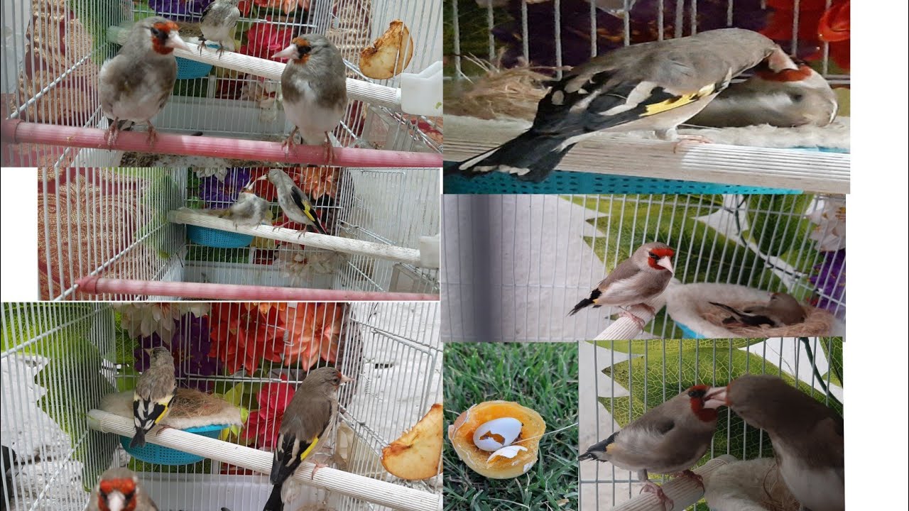 How.to.pair.goldfinch.HowtoBreadingof goldfinch.Male.femal.Meeting.form.one.day.after.two.Manth