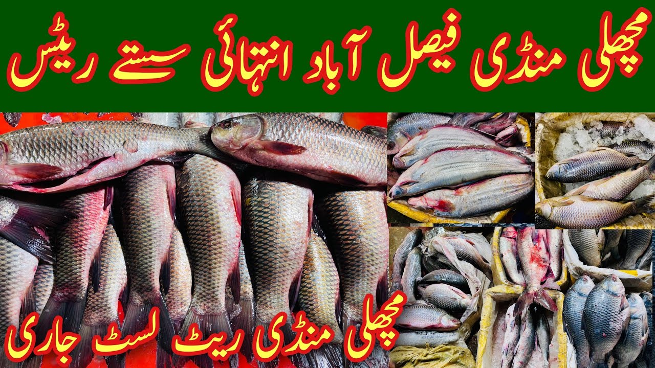 Faisalabad Fish Market, Fish Market In Faisalabad, Fish Market Of Faisalabad,Rohu Fish, Mr Phirtu