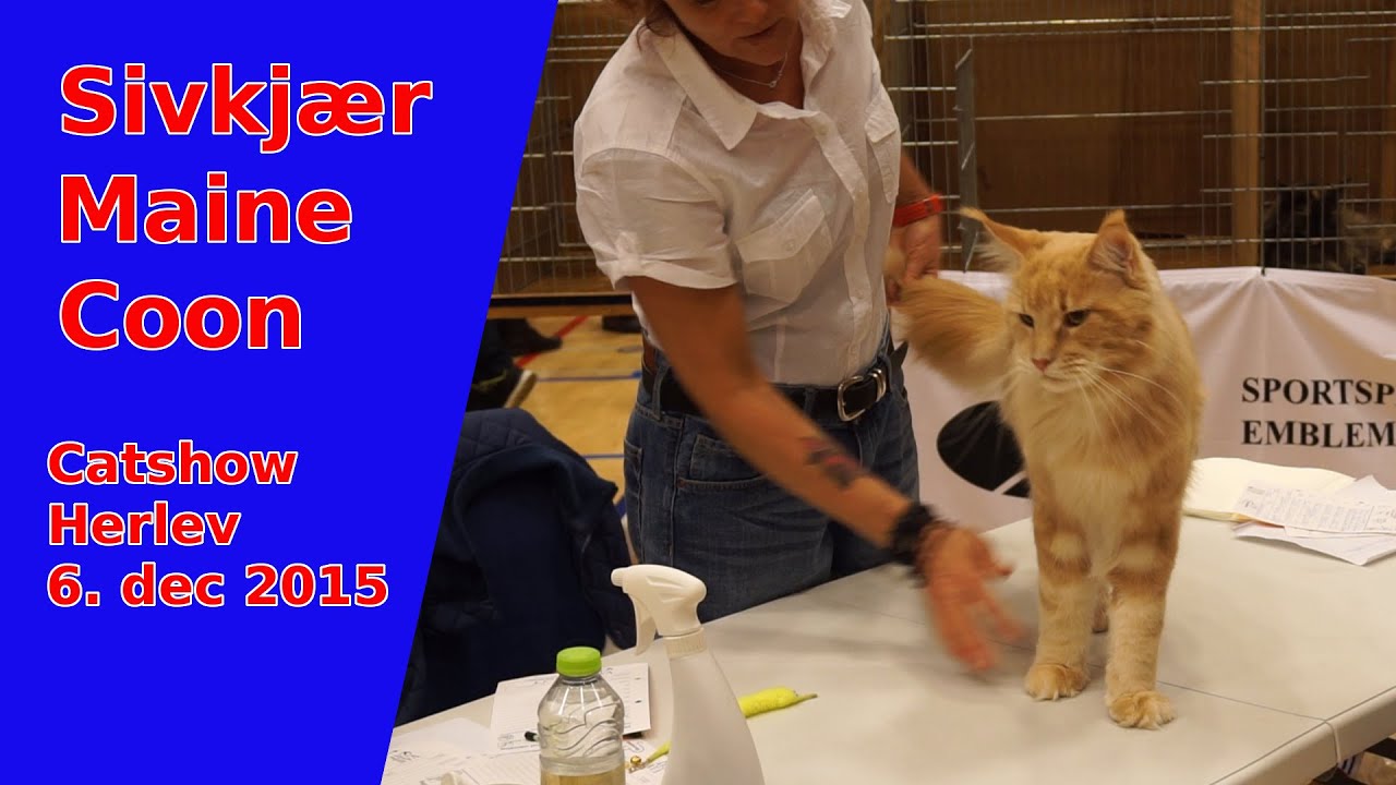 Maine Coon on Show Herlev 2015