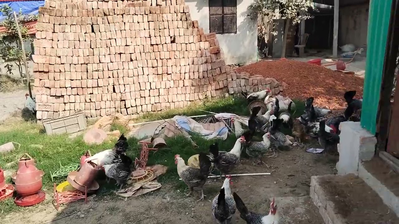 মিশরী ফাওমি মুরগি #agroo # farmer #farming @