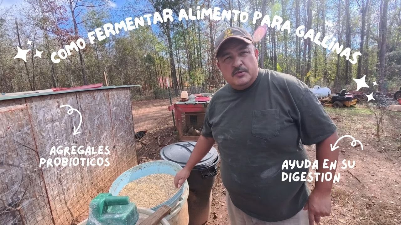 Como fermentar alimento para gallinas ponedoras