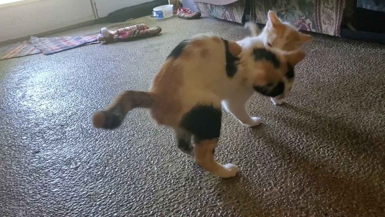 Mama Cat Fight Wrestling Takedown Of Male Kitten Super Slow Motion