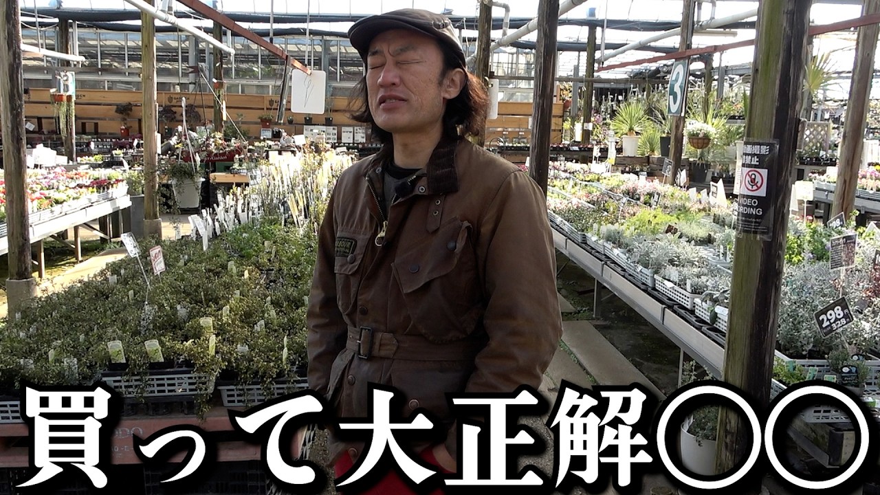 これは買って正解！！【カーメン君】【園芸】【ガーデニング】