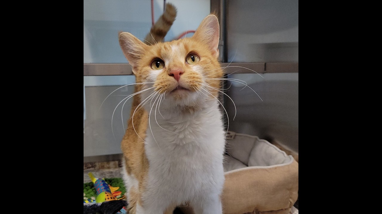Goober - Adoptable Cat at Brown County Humane Society