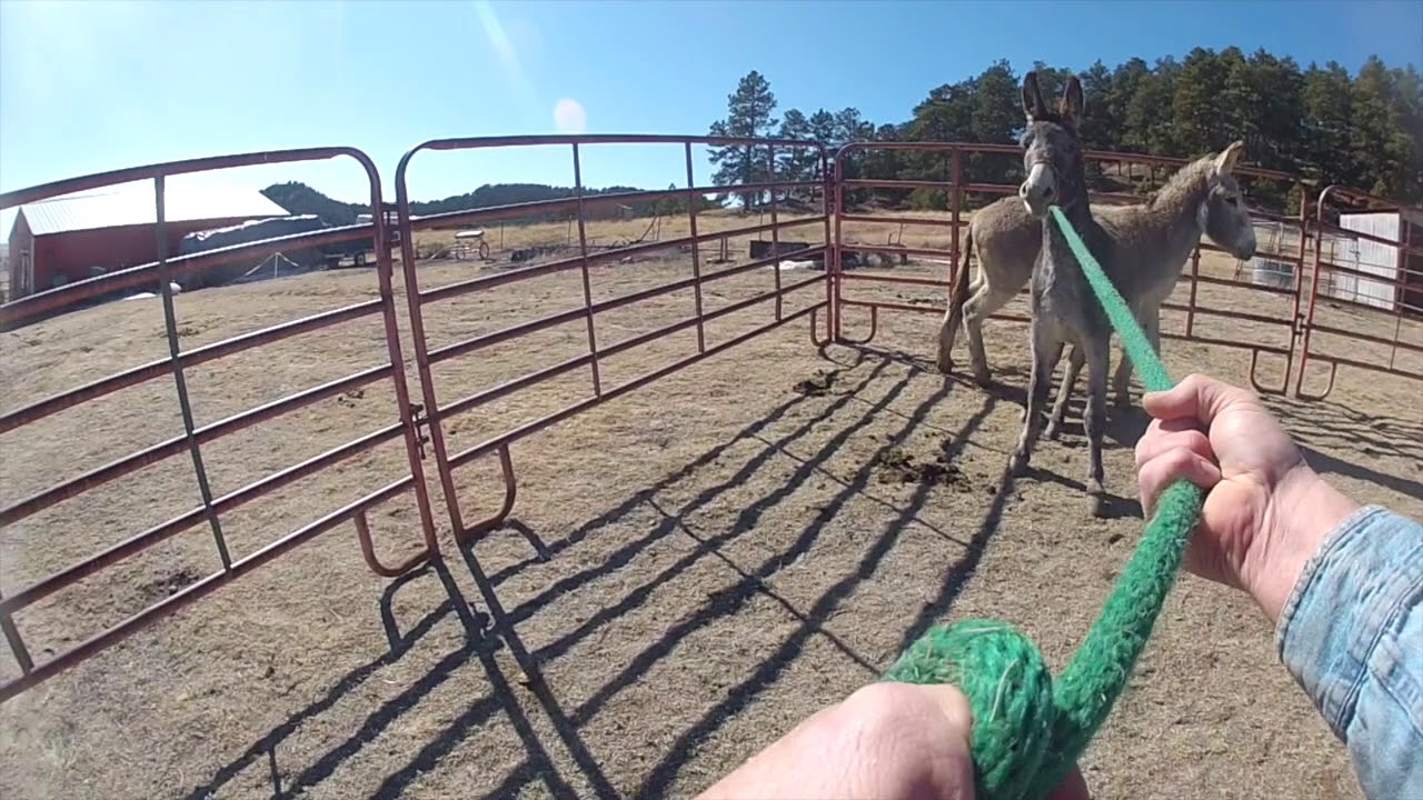 9423's first time with a halter - Day 4