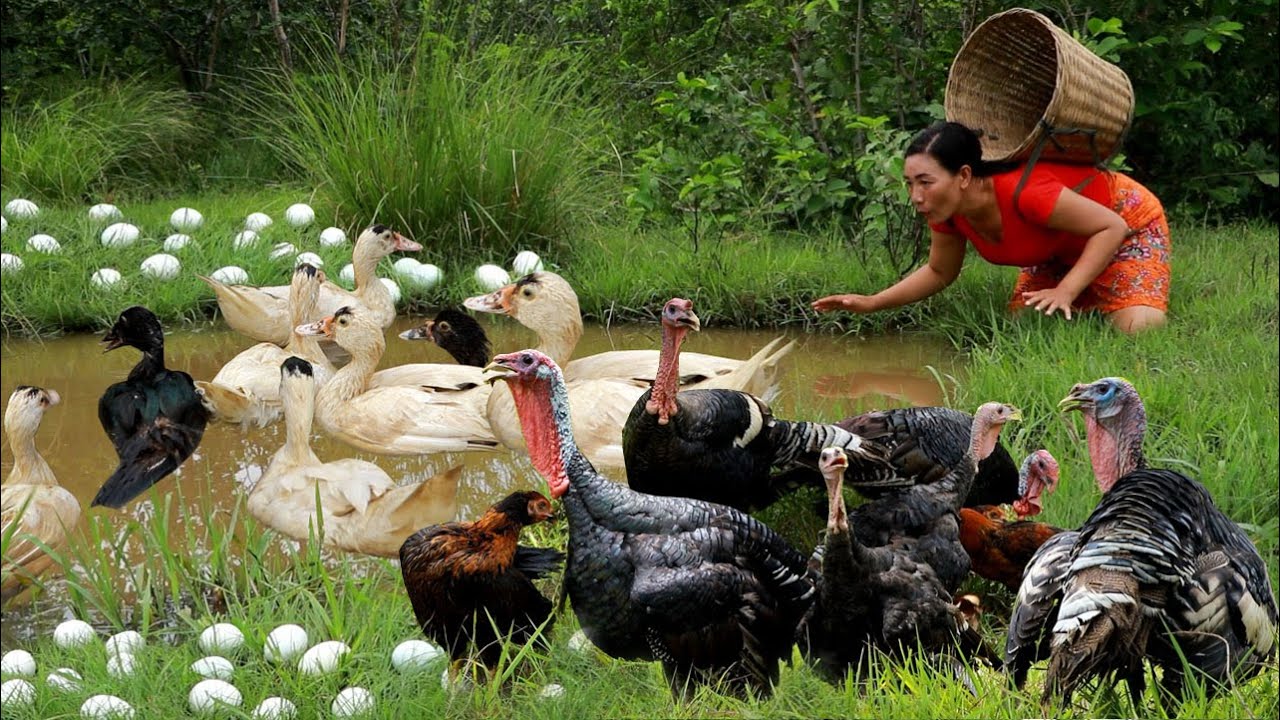Catch and cook baby duck eggs in forest/Grilled turkey and chicken with chili sauce eating delicious