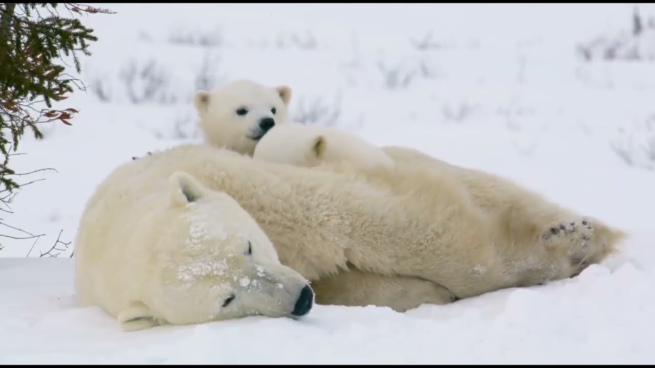 When Nature Turns Violent: The Animals That Always Survive!