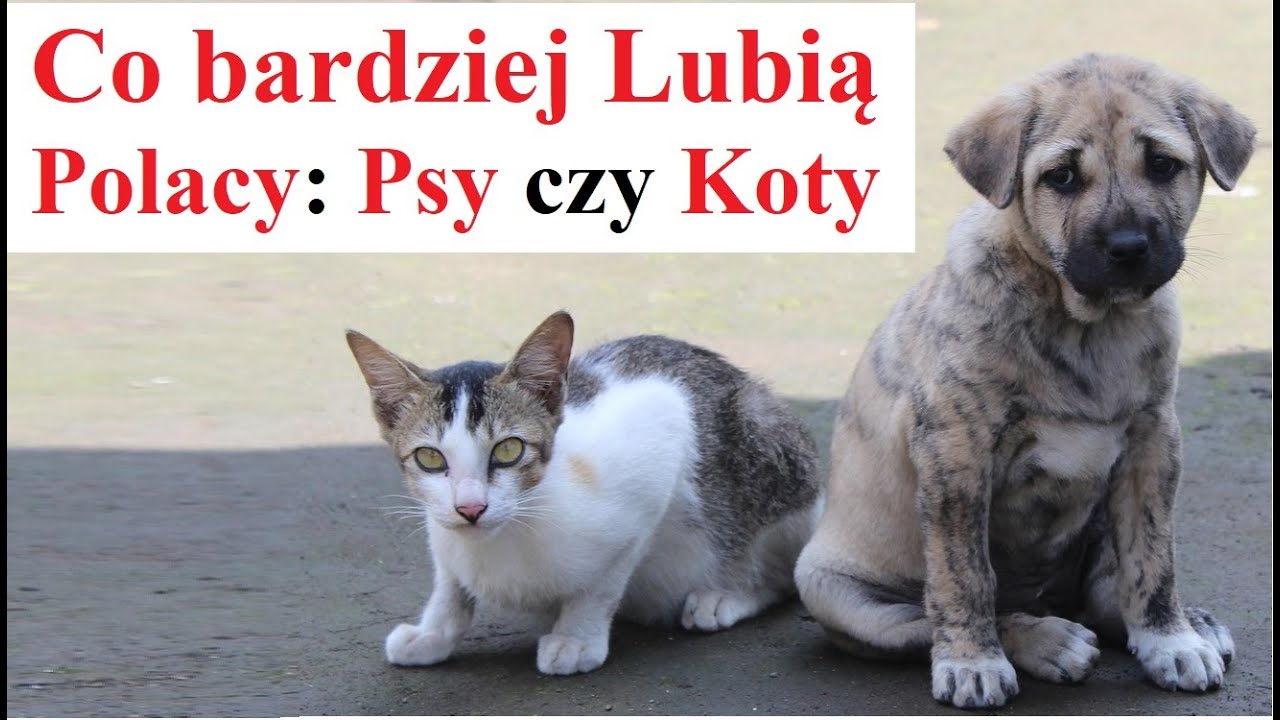 Psy czy Koty - co wolą Polacy