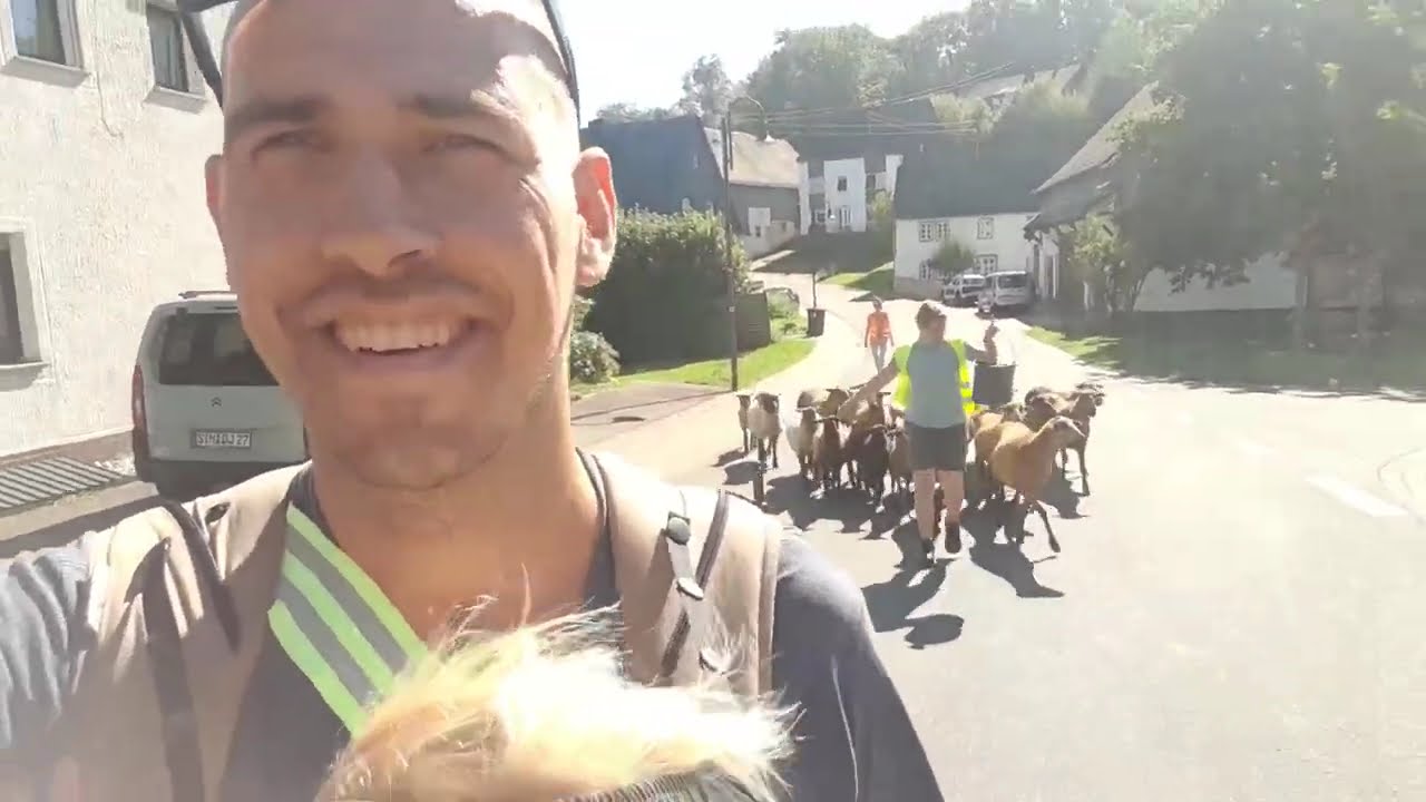 Wandern mit den Schafen und die Legehennen dürfen wieder raus