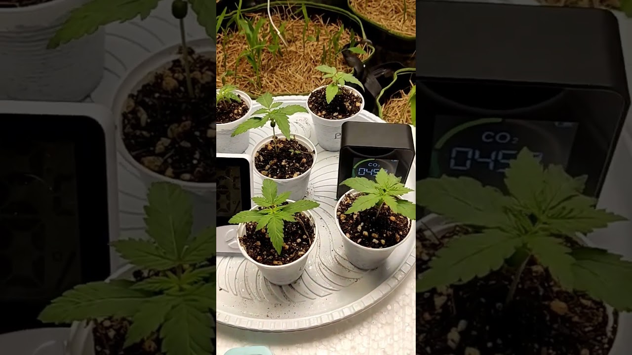 (PARTE 1) enraizamento poderoso maconha: t&eacute;cnicas avan&ccedil;adas de rega grow