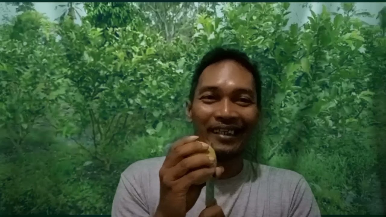 JAMBU GETAS,  WIJAYA MERAH, RED DIAMOND, JAMBU KRISTAL MERAH BANYUWANGI, INI REKOMENDASI SAYA