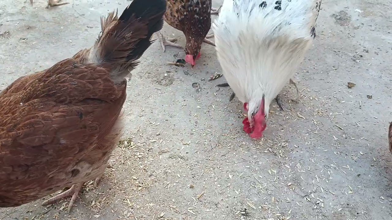 نشركمع هذا في مساء مع دجاجي 