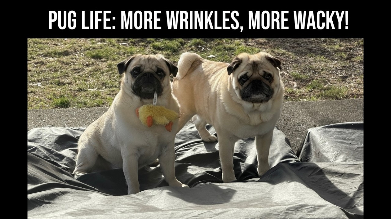 Silly Pug Brothers