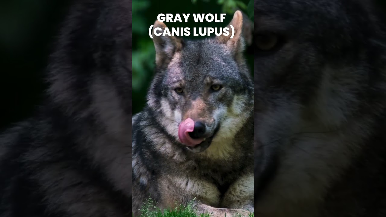Gray Wolf